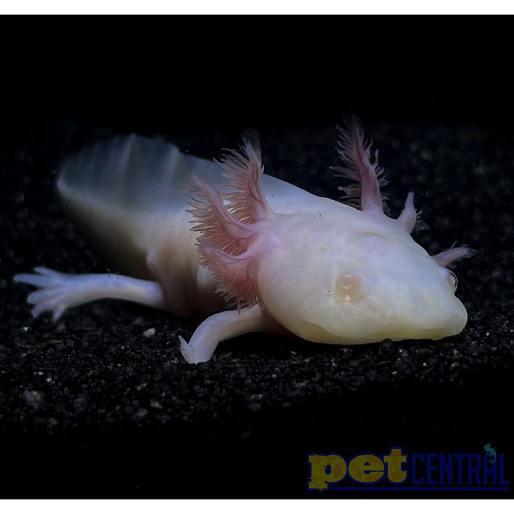 Captive Bred White Albino Axolotl Juvenile (2"-4")