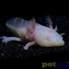 Captive Bred White Albino Axolotl Juvenile (2"-4")