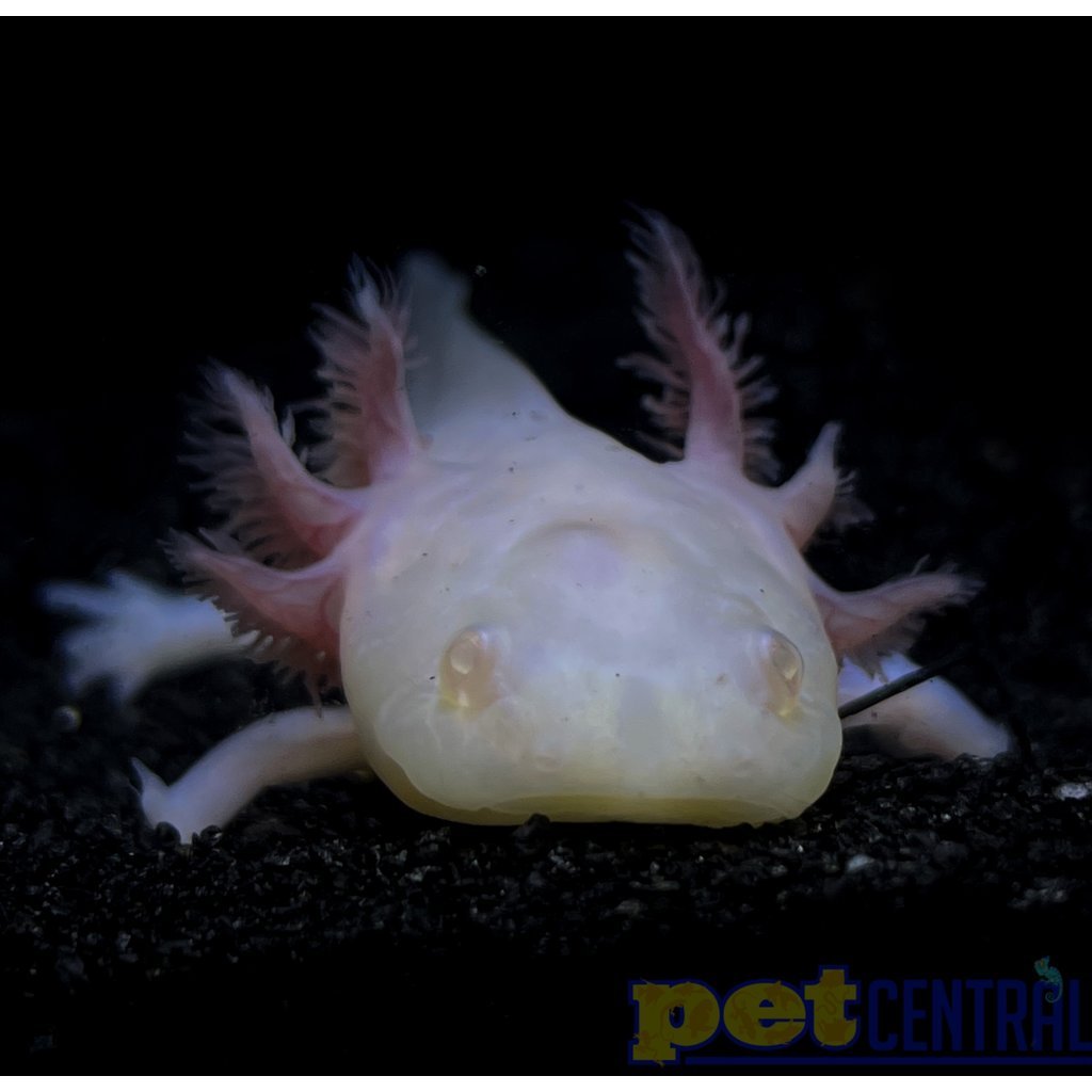 Captive Bred White Albino Axolotl Juvenile (2"-4")