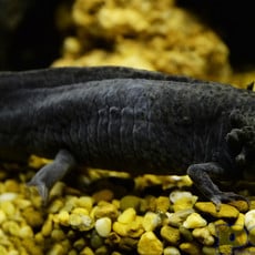 Captive Bred Melanoid Axolotl Juvenile (2"-4")