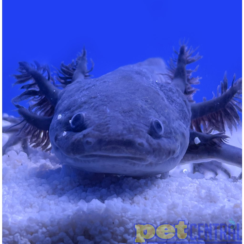 Captive Bred Melanoid Axolotl Juvenile (2"-4")