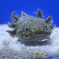 Captive Bred Wild Type Axolotl Juvenile (2"-4")