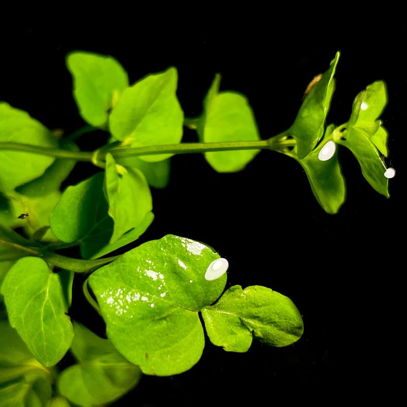 Creeping Charlie Plant Bunch RG