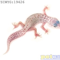 Captive Bred Mack Snow Leucistic Leopard Gecko Juvenile (4"-6") (19426)