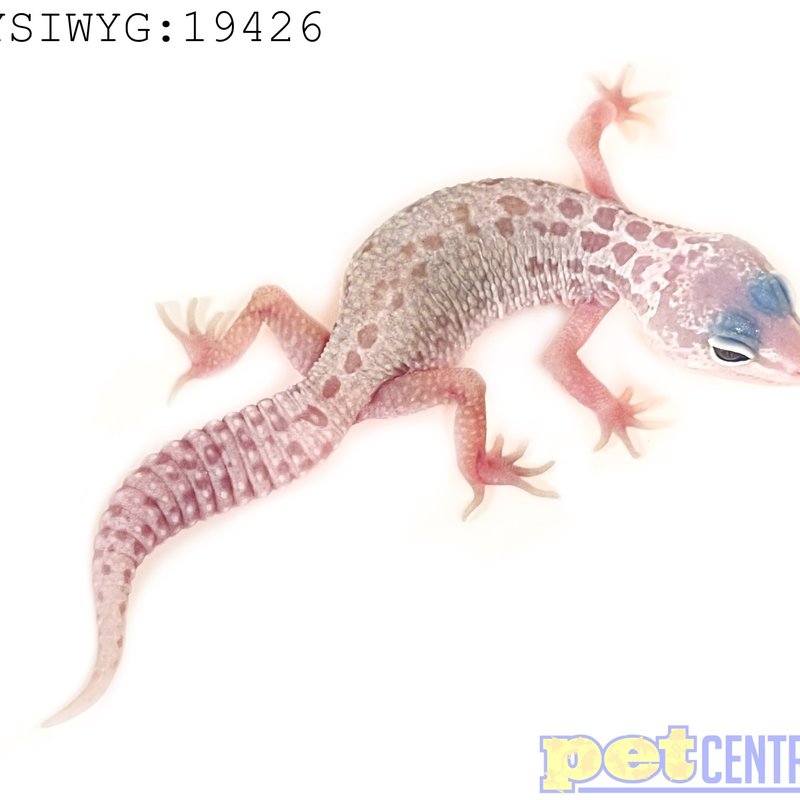 Captive Bred Mack Snow Leucistic Leopard Gecko Juvenile (4"-6") (19426)