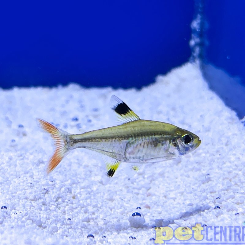 Pristella Maxillaris Tetra RG