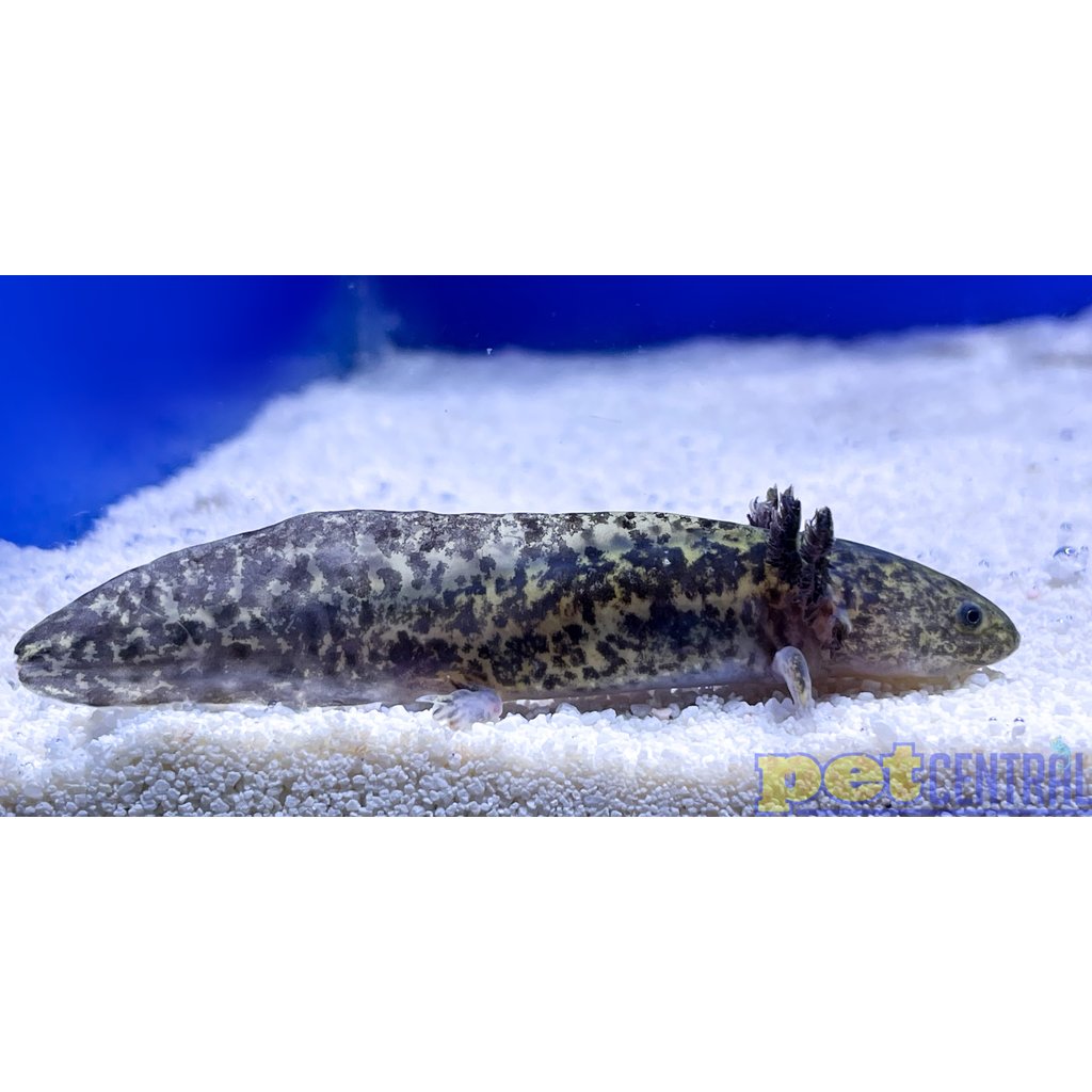 Captive Bred Wild Type Axolotl Juvenile (2"-4")