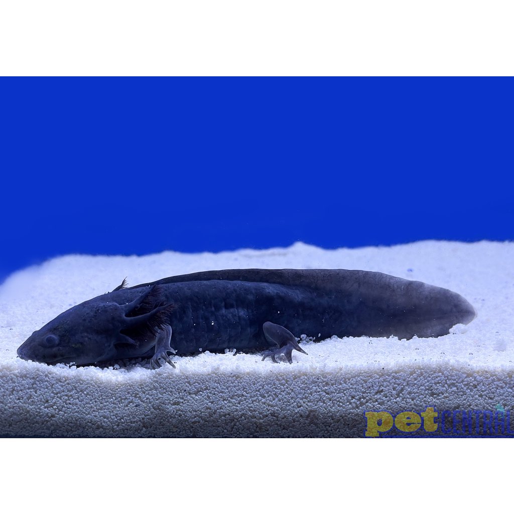 Captive Bred Melanoid Axolotl Juvenile (2"-4")