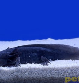 Captive Bred Melanoid Axolotl Juvenile (2"-4")