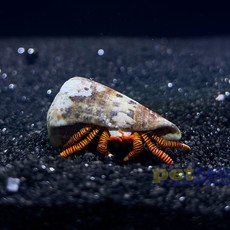 Halloween Hermit Crab MD