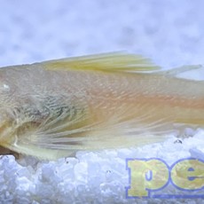 Blue Eye Lemon Bristlenose Pleco (L144a) RG