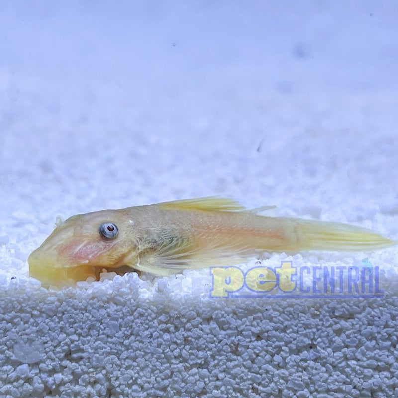 Blue Eye Lemon Bristlenose Pleco (L144a) RG