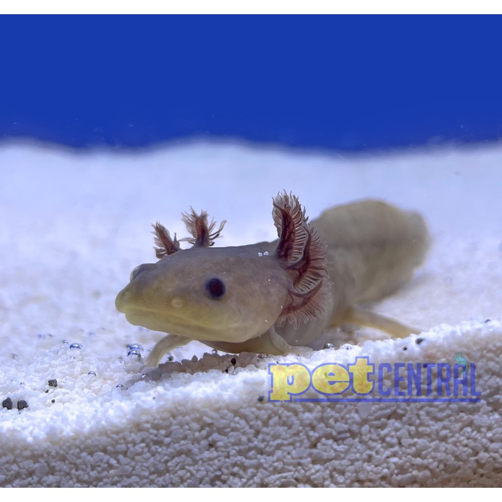 Captive Bred Axanthic Axolotl Juvenile (2"-4")