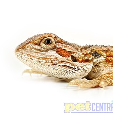Captive Bred Super Red Bearded Dragon SM