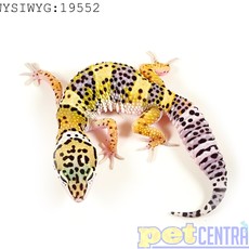 Captive Bred Leopard Gecko Juvenile (4"-6") (19552)