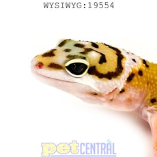 Captive Bred Leopard Gecko Juvenile (4"-6") (19554)