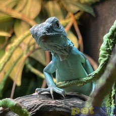 Captive Bred Blue Axanthic Iguana Baby (10"-15")