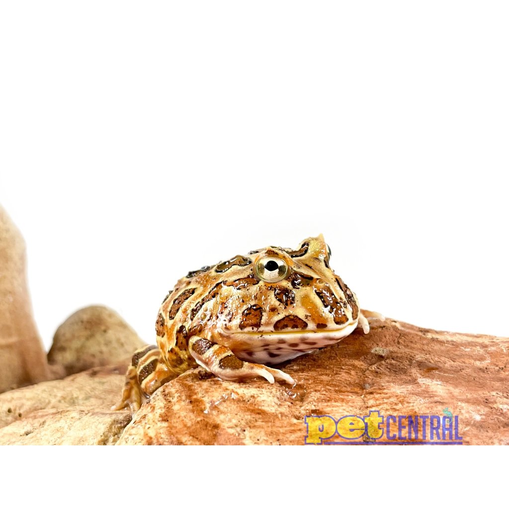 Captive Bred Coffee Pacman Frog Baby (1"-1.5")
