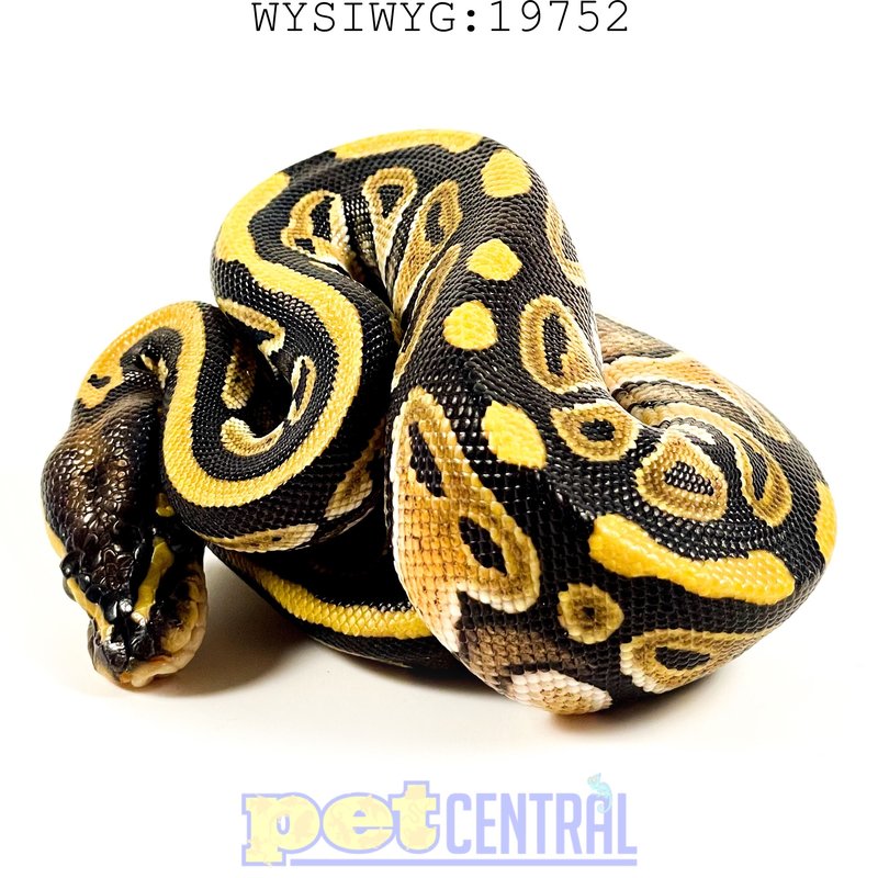 Captive Bred Russo Ball Python Juvenile (19752)