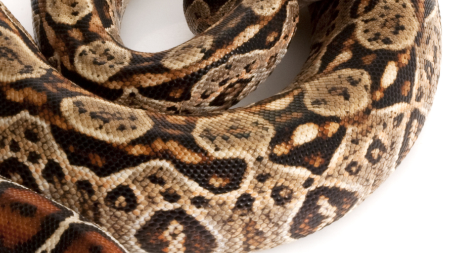 Boa Constrictor