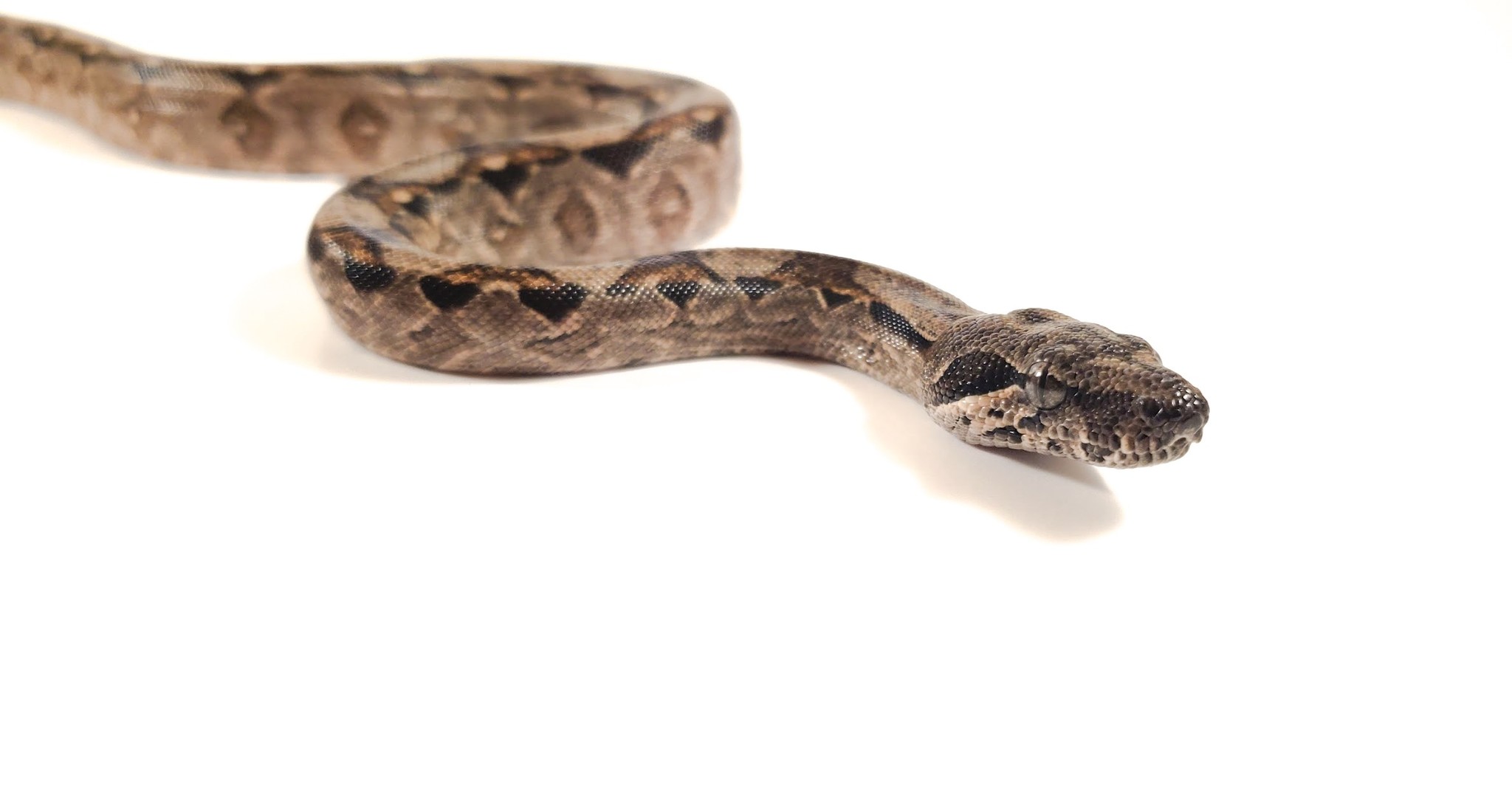 Boa Constrictor Care - WhitePython™