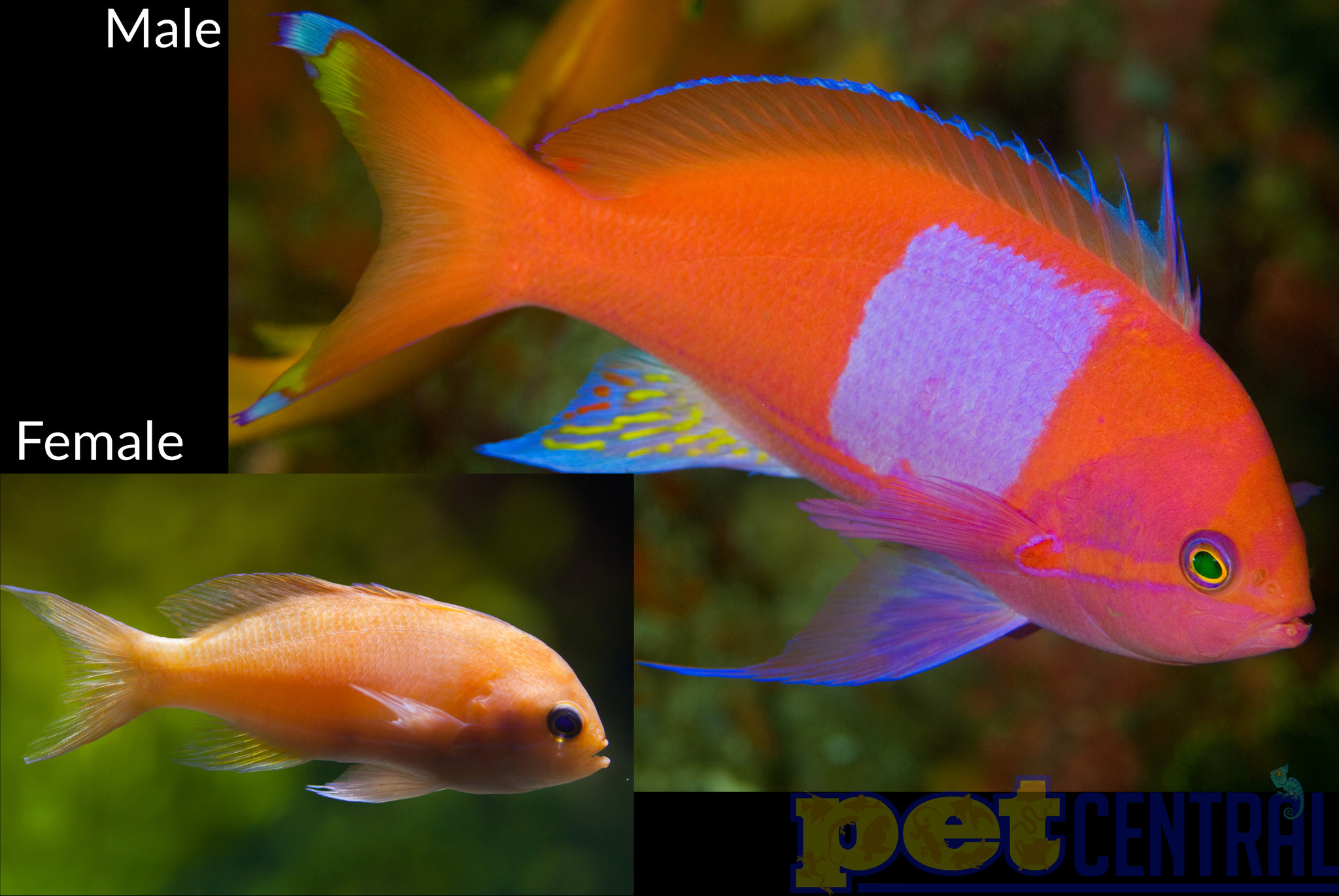 Anthias