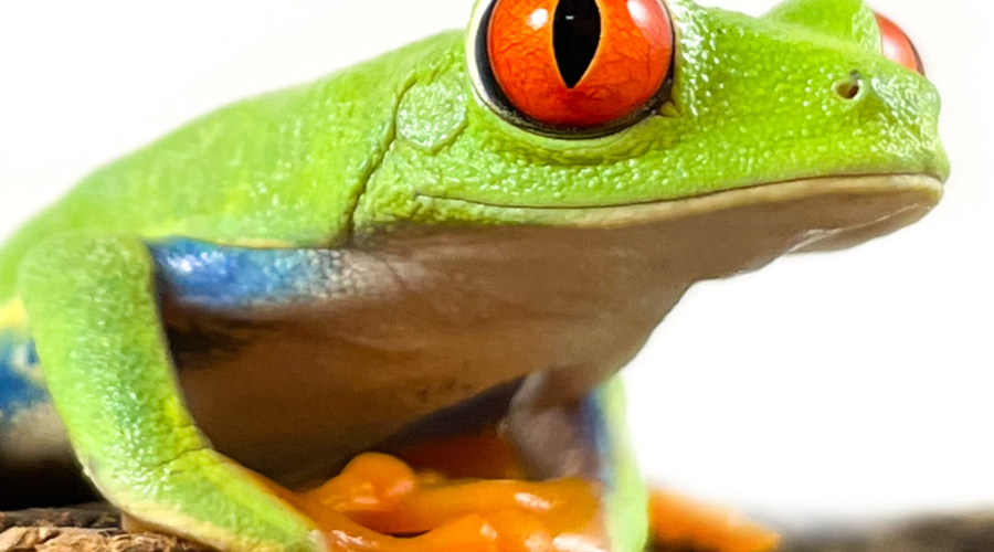 Red Eye Tree Frogs