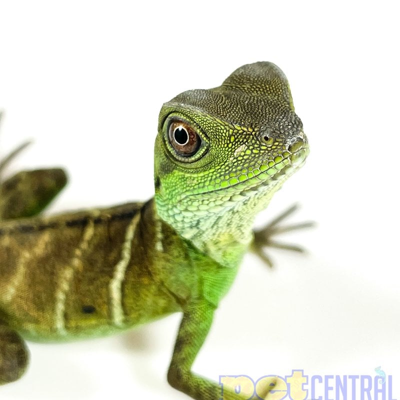 Chinese Water Dragon Baby (10"-15")