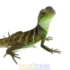 Chinese Water Dragon Baby (10"-15")