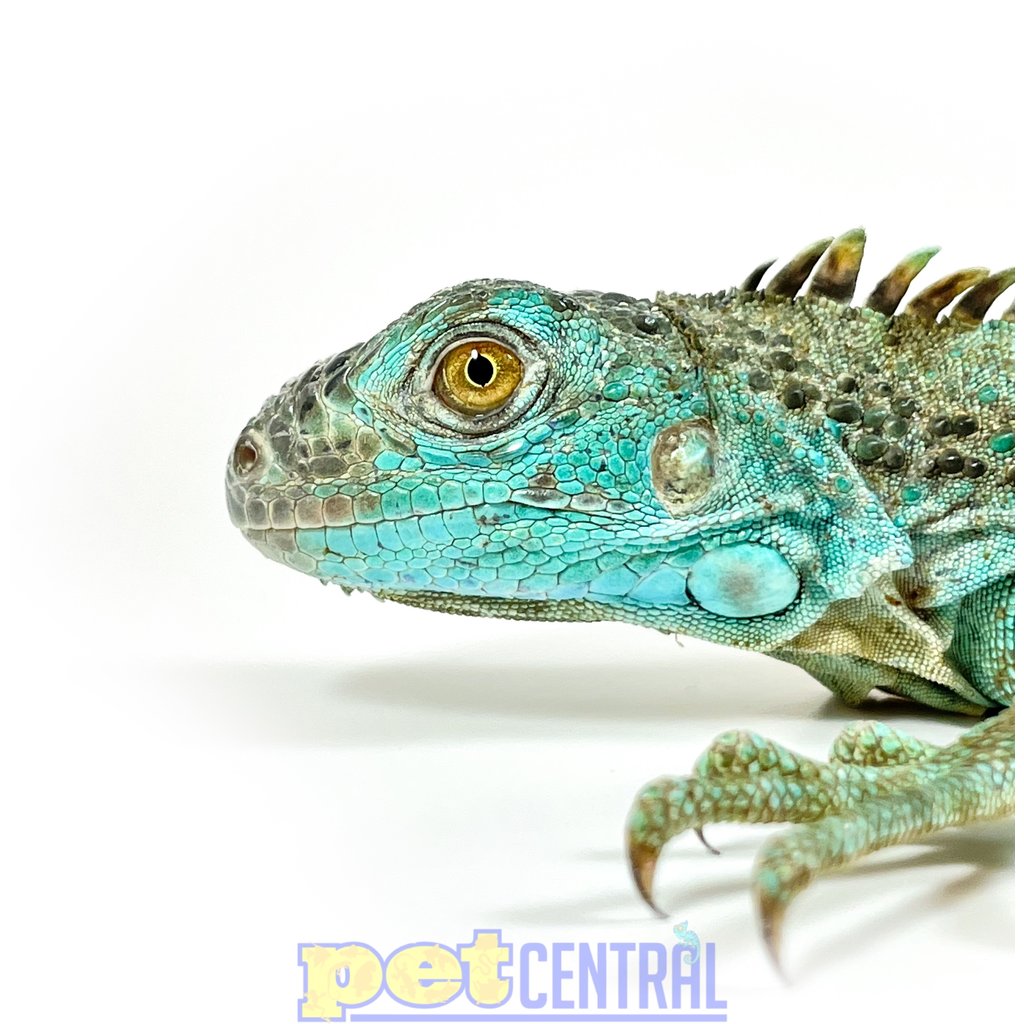 Captive Bred Blue Axanthic Iguana Baby (10"-15")