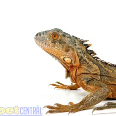 Captive Bred Red Iguana Baby (10"-15")