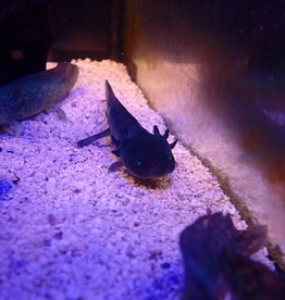Captive Bred Melanoid GFP Axolotl Juvenile (2"-4")