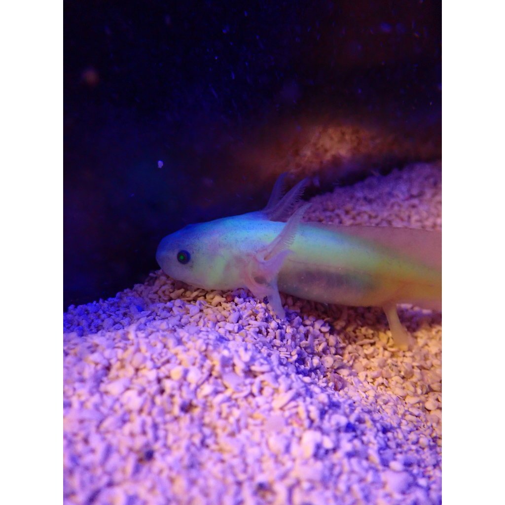 Captive Bred Leucistic GFP Axolotl Juvenile (2"-4")