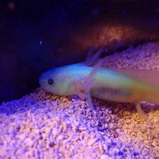 Captive Bred Leucistic GFP Axolotl Juvenile (2"-4")