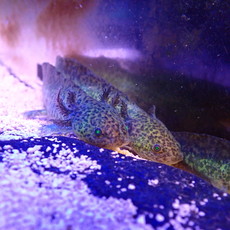 Captive Bred Wild GFP Axolotl Juvenile (2"-4")