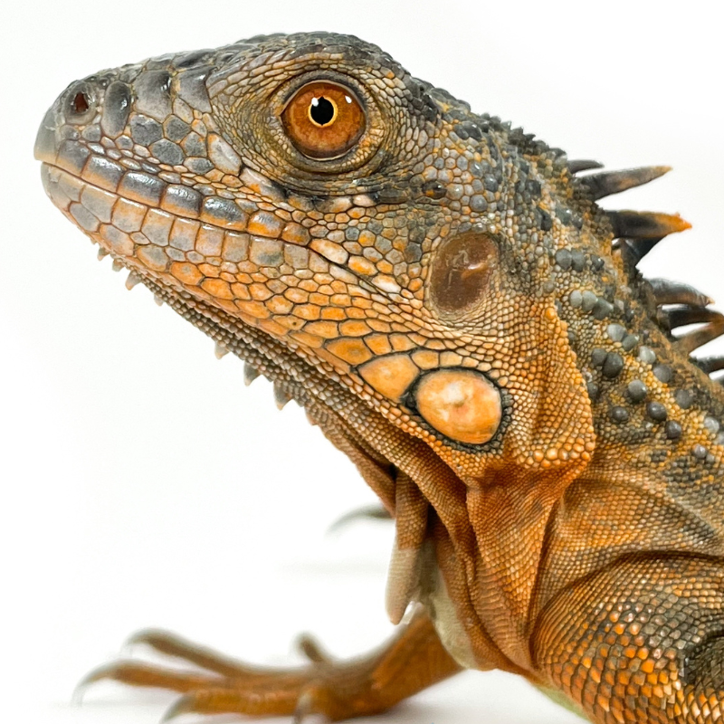 Bearded Dragons For Sale - Pet Central - Pet Central