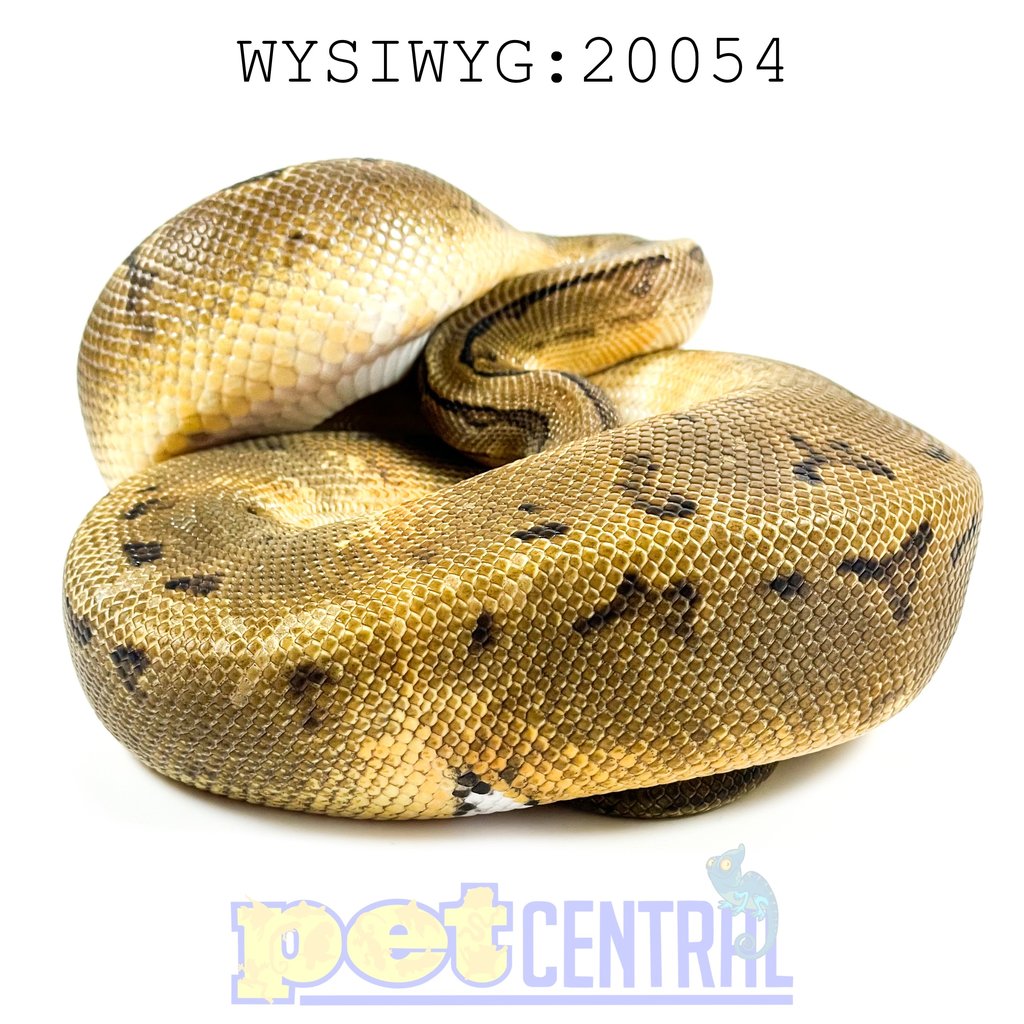 Captive Bred Pinstripe Pied Ball Python  (Low White) Juvenile (20054)