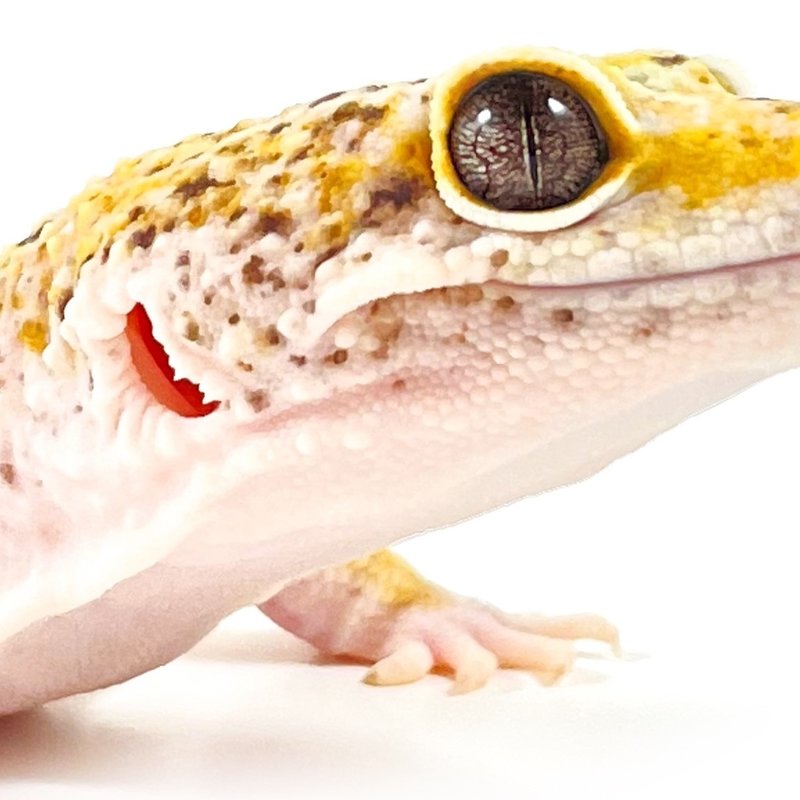 Leopard Geckos