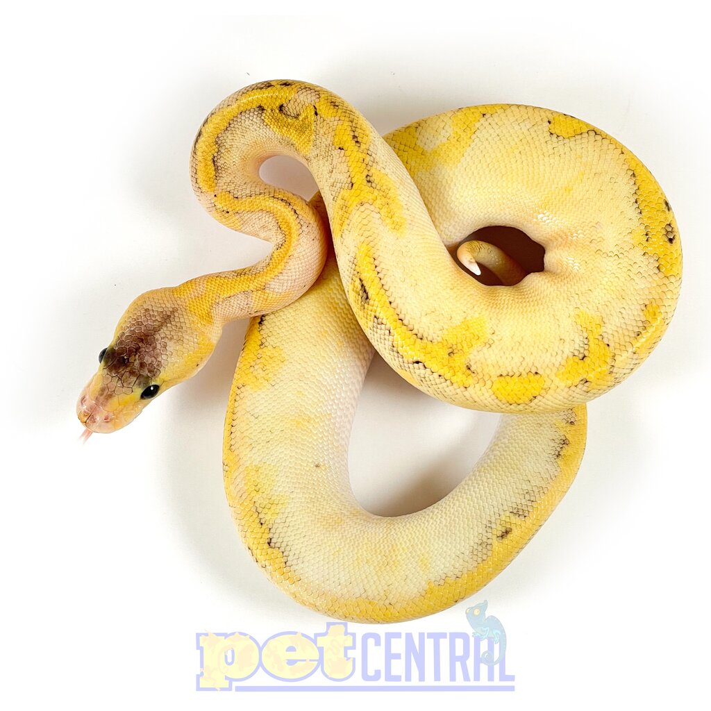 Champagne Enchi Super Pastel Ball Python Baby Pet Central