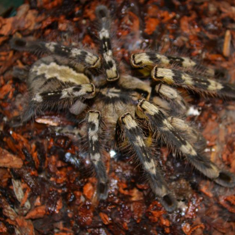 Indian Ornamental Tarantula Spiderling