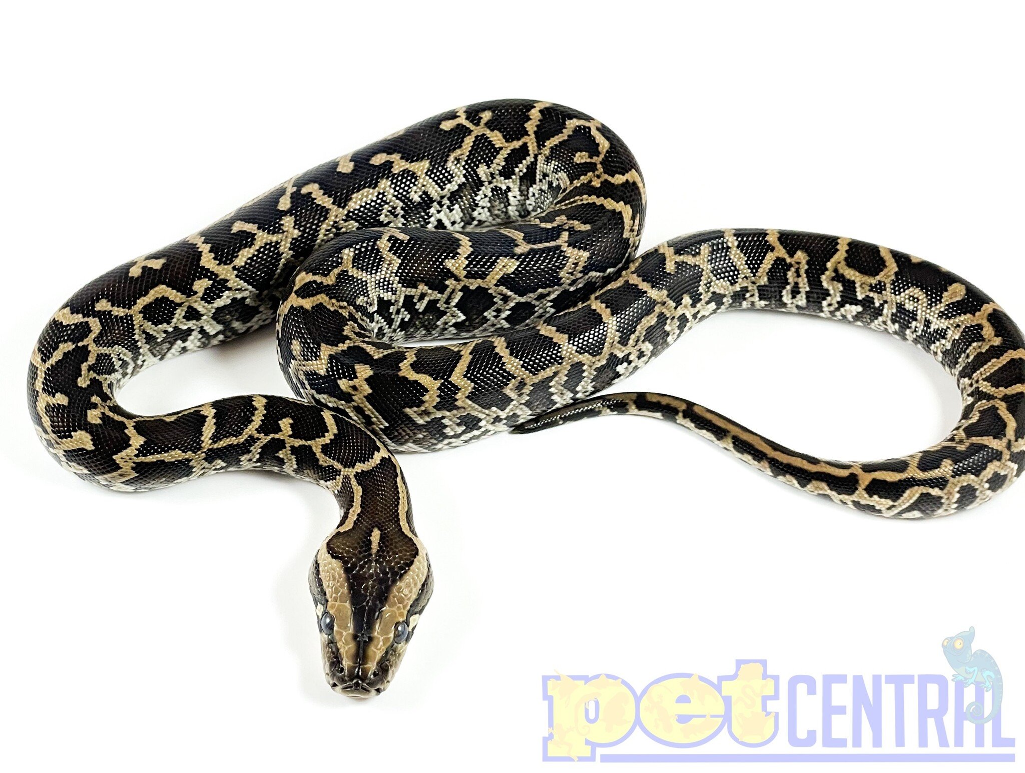 Baby Albino Burmese Python