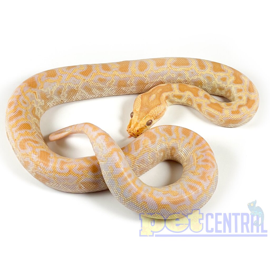 Baby Albino Burmese Python