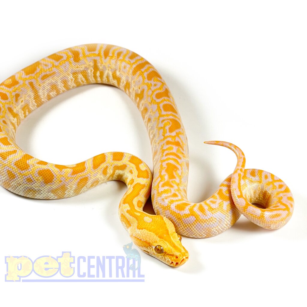 Captive Bred Albino Het Granite Burmese Python Baby (20578)