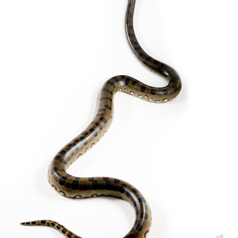 Captive Bred Green Anaconda Baby (20586)