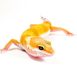Hypomelanistic Carrot Tail Leopard Gecko Juvenile