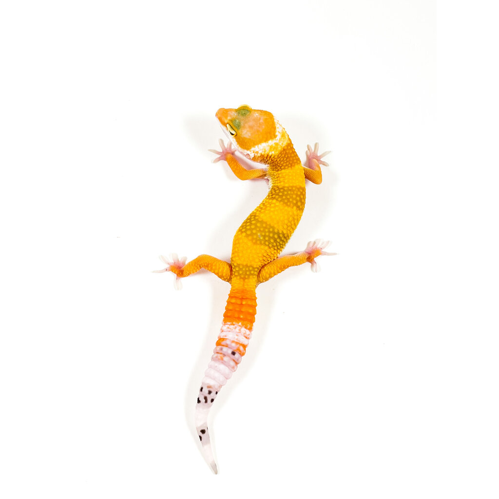 Hypomelanistic Carrot Tail Leopard Gecko Juvenile