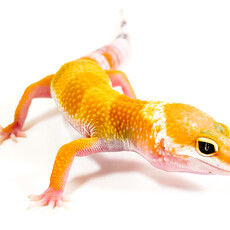 Hypomelanistic Carrot Tail Leopard Gecko Juvenile