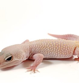 Diablo Blanco (Solid Red Eyes) Leopard Gecko (Female) Adult