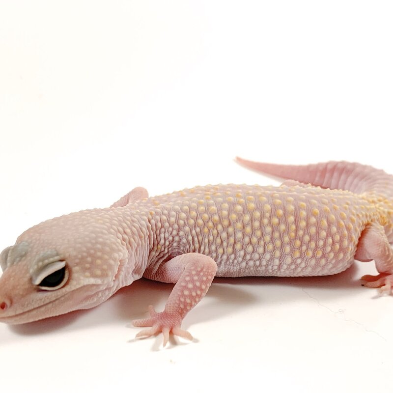 Diablo Blanco (Solid Red Eyes) Leopard Gecko (Female) Adult