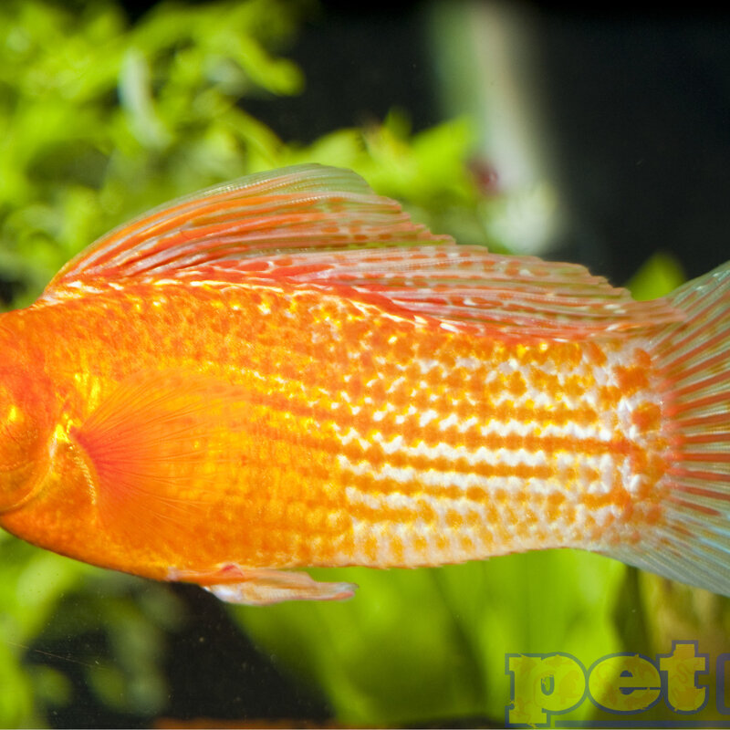 Assorted Sailfin Molly (Male) - Saltwater Converted